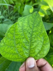 Danos causados pela deficiência de magnésio nas plantas