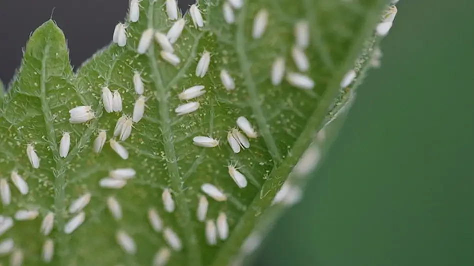 Damage caused by whiteflies in cannabis