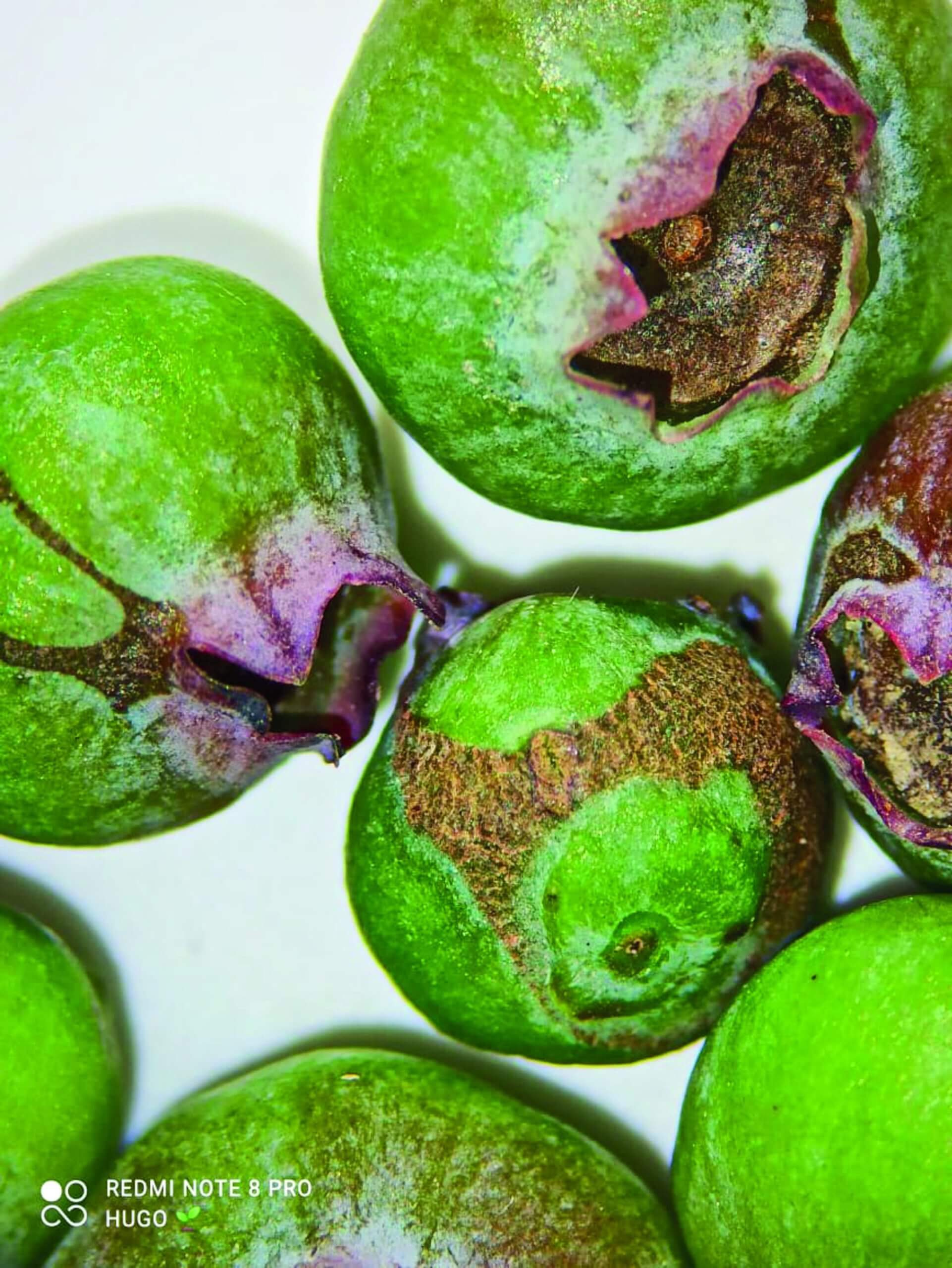 Trips en arándano | idMicrobe