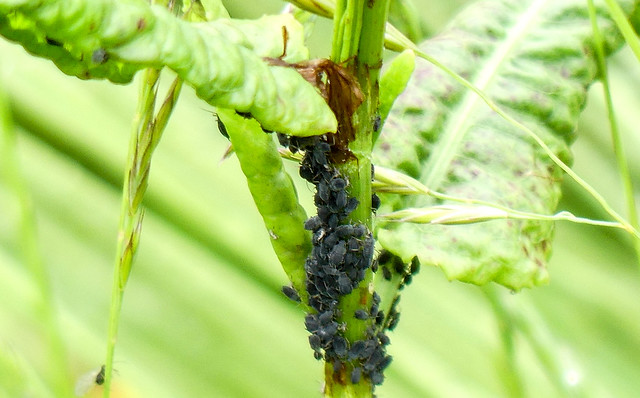 Aphids: Symptoms and damage in pome fruit trees