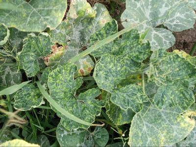 Virus de la mancha anular de la papaya o virus del mosaico de la sandía: Síntomas y daños en Calabaza
