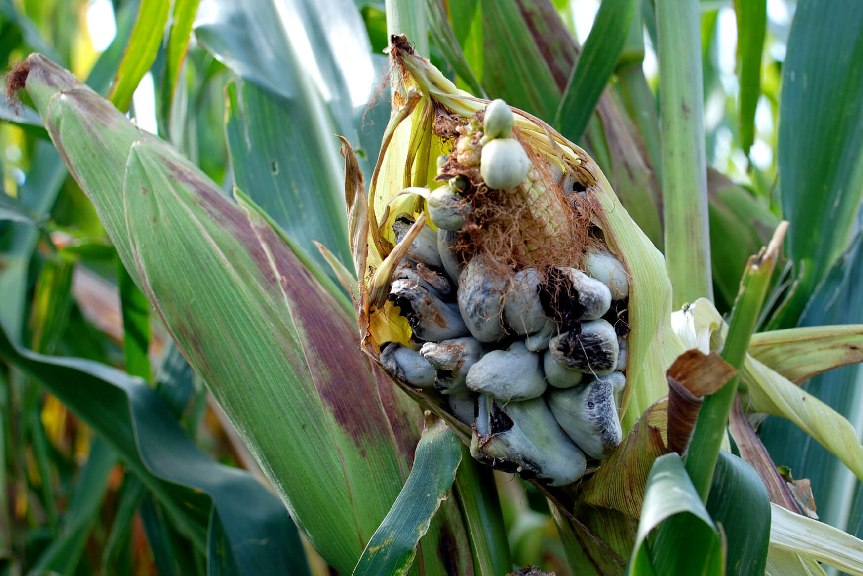 Carbón común del maíz | idMicrobe