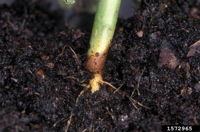 Damping off: qué es, cómo se origina y cómo eliminar de forma efectiva en berries