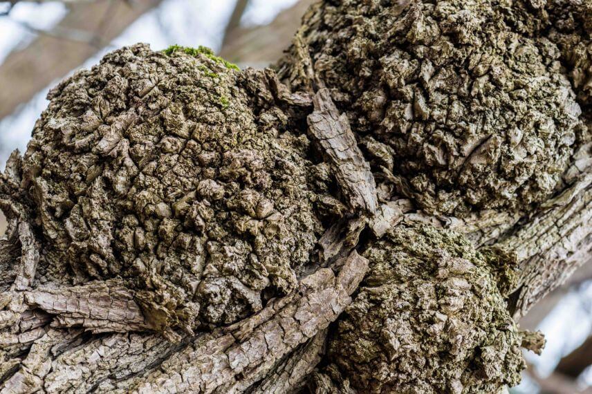Crown gall on cherry | idMicrobe