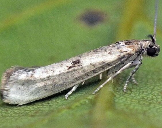 Daños causados por Prays o polilla del olivo en Olivo