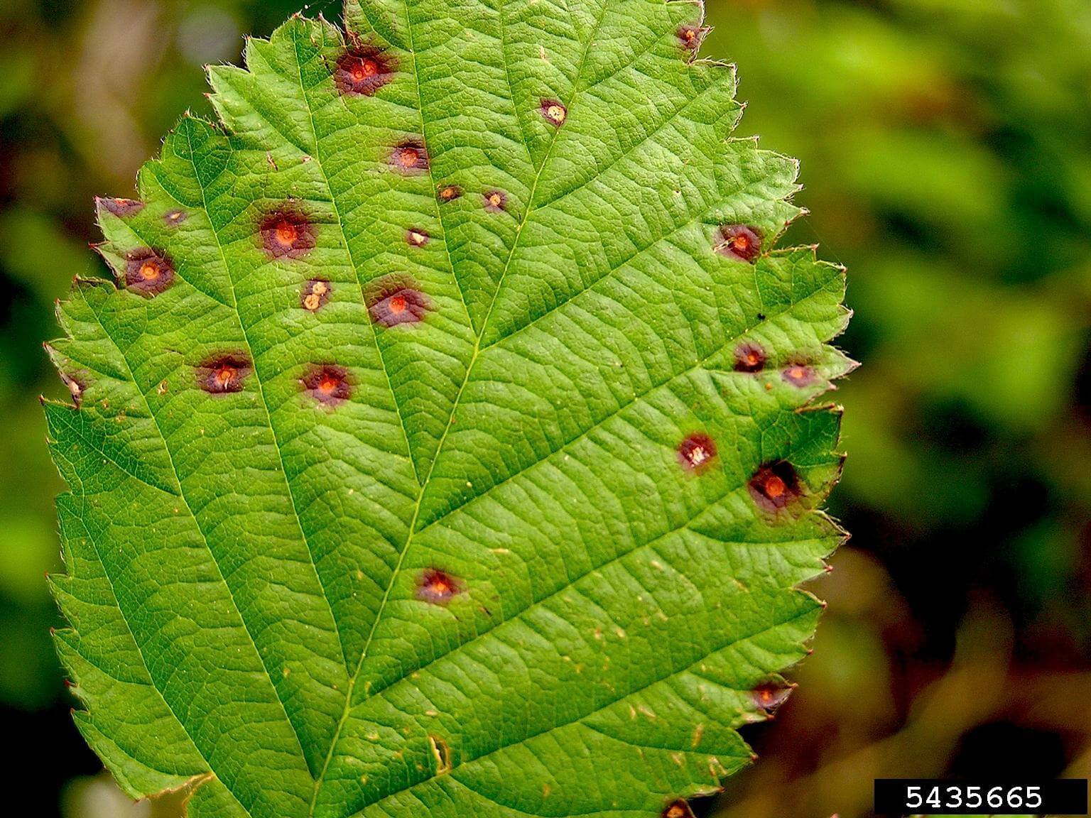Septoria: What it is, how it occurs, and how to effectively eliminate it