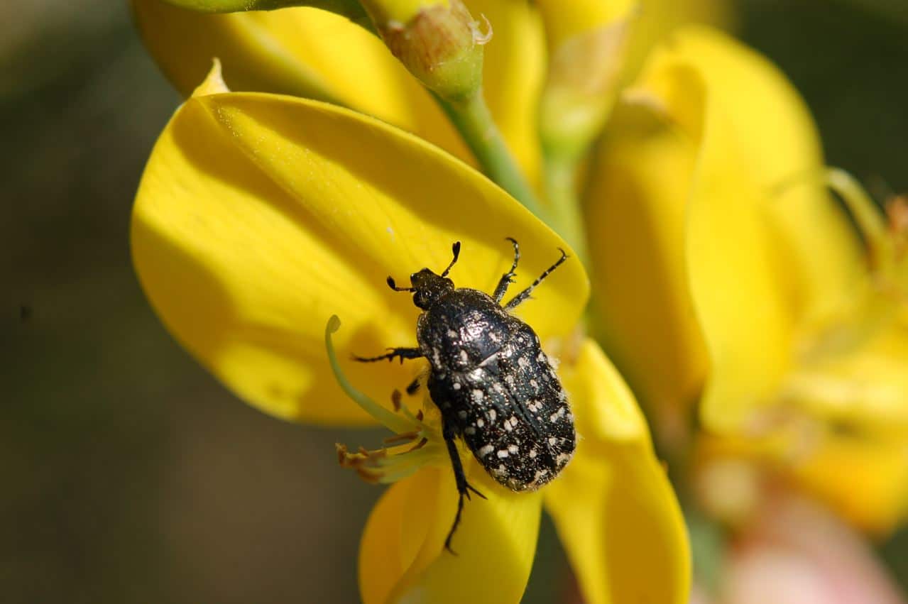 Besouros: Sintomas e danos em plantas decorativas de jardim e/ou de interior
