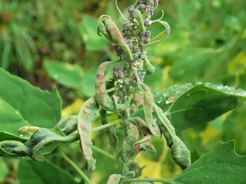 Aphid: Symptoms and damage in Quinoa