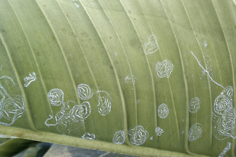 Mosca-branca-do-algodão: sintomas e danos em bananeiras