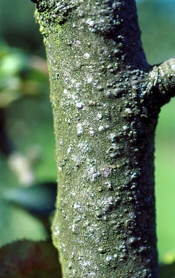 Damage caused by the San Jose scale in Peral