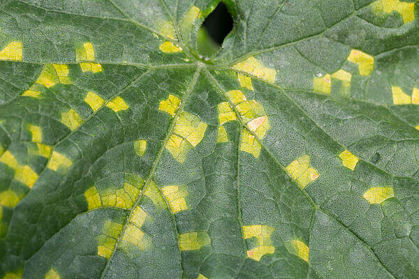 Mildiu: qué es, cómo se origina y cómo eliminar de forma efectiva en calabaza