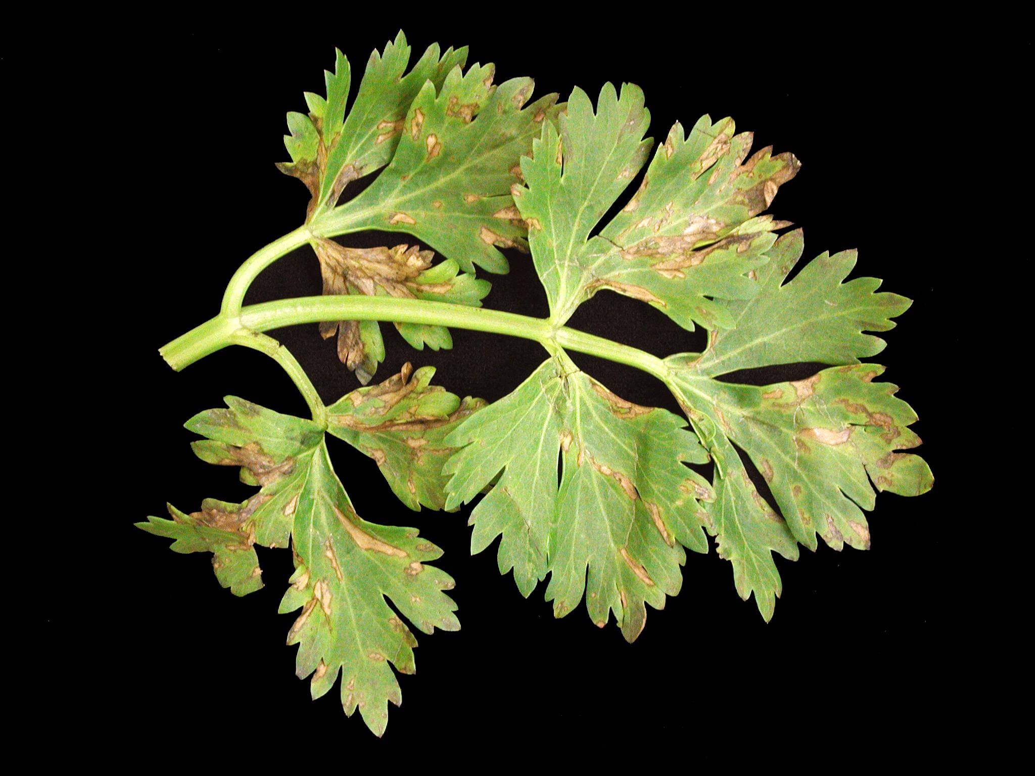 Tizón bacteriano en Apio: Cómo se reconoce y se trata eficazmente