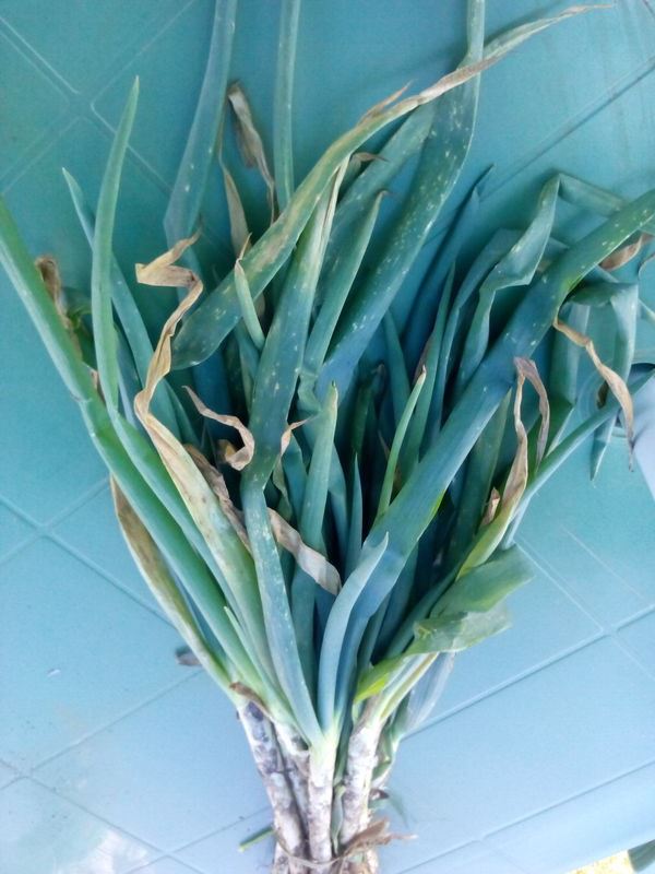 Ponta de cebola branca | idMicrobe