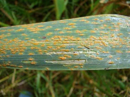 Garlic rust | idMicrobe