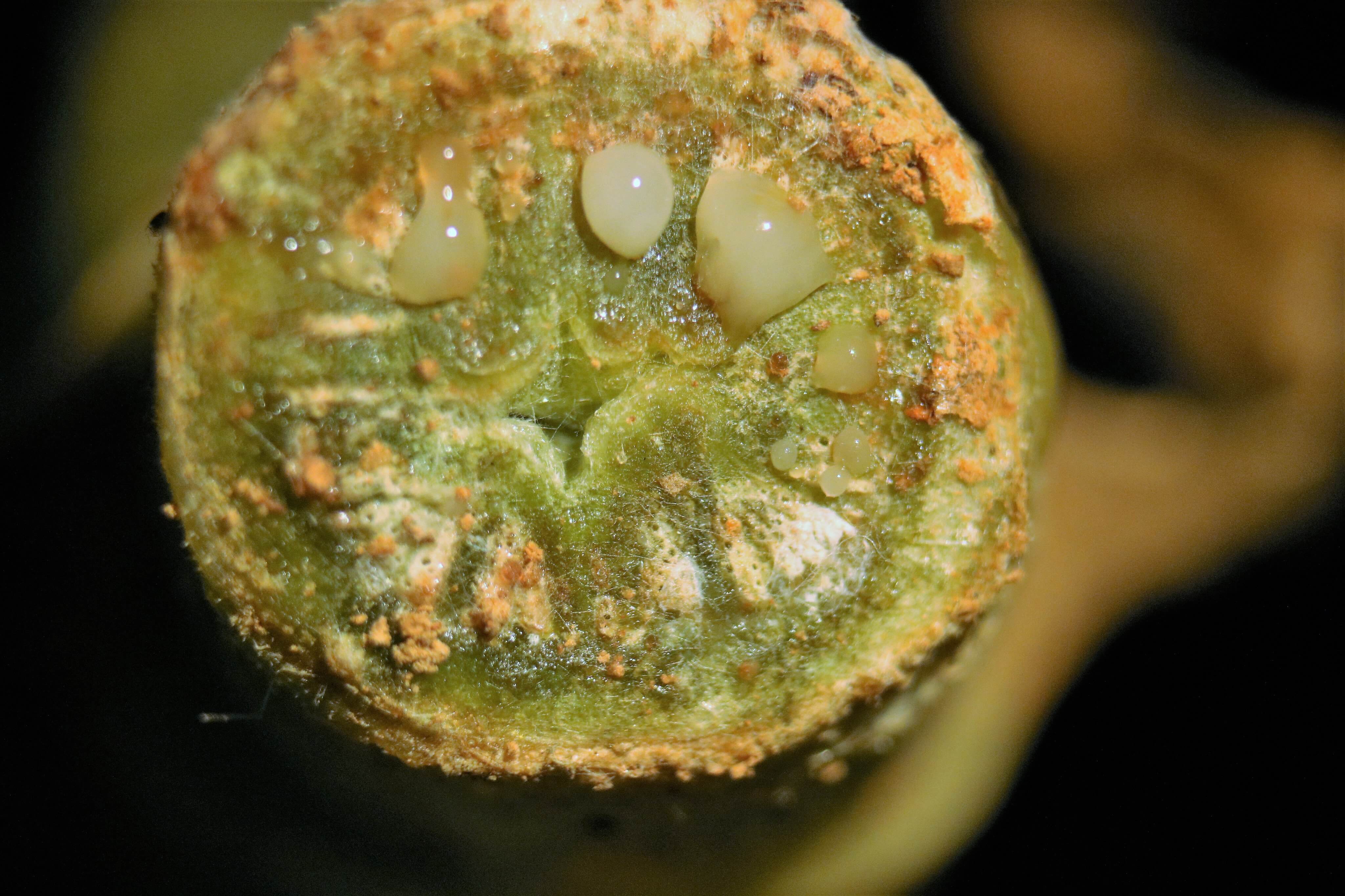 Dégâts causés par la pourriture molle ou la jambe noire sur les citrouilles