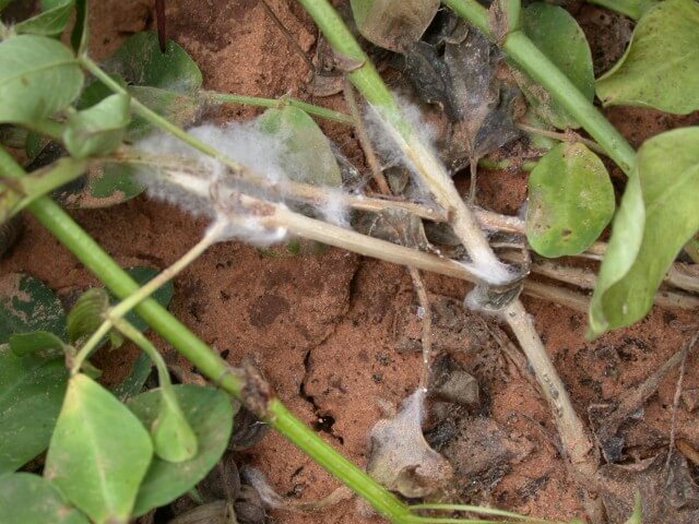 White rot: Symptoms and damage in decorative garden and/or indoor plants