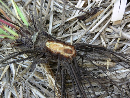 Crown Rot: Symptoms and Damage in Strawberries