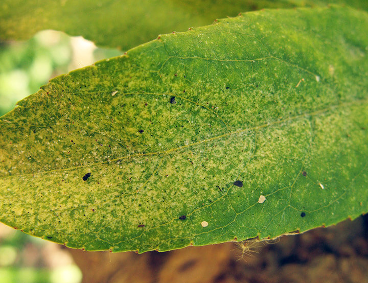 Ácaros en melocotón o durazno | idMicrobe