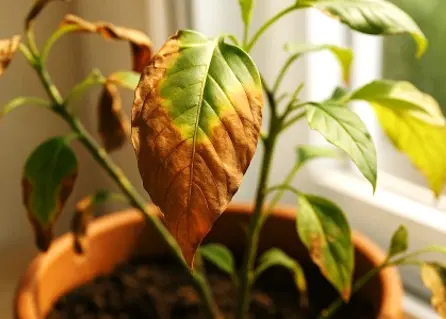 Daños por insolación en hojas de planta causados por exposición solar excesiva