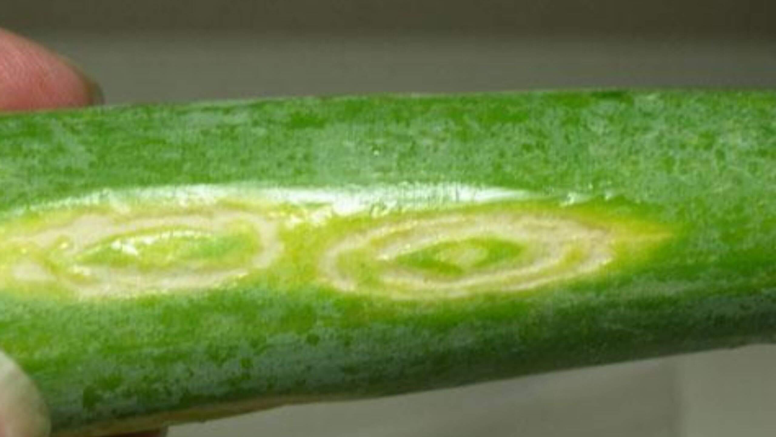 Iris yellow spot or stripe virus in onions | idMicrobe