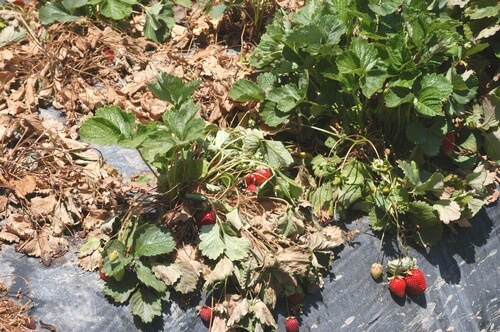 Podredumbre carbonosa: qué es, cómo se origina y cómo eliminar de forma efectiva en berries