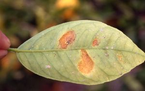 Red Spider Mite: Symptoms and Damage in Citrus Fruits