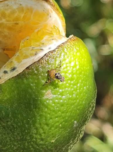 Fruit affected by Mediterranean fruit fly with punctures and rot