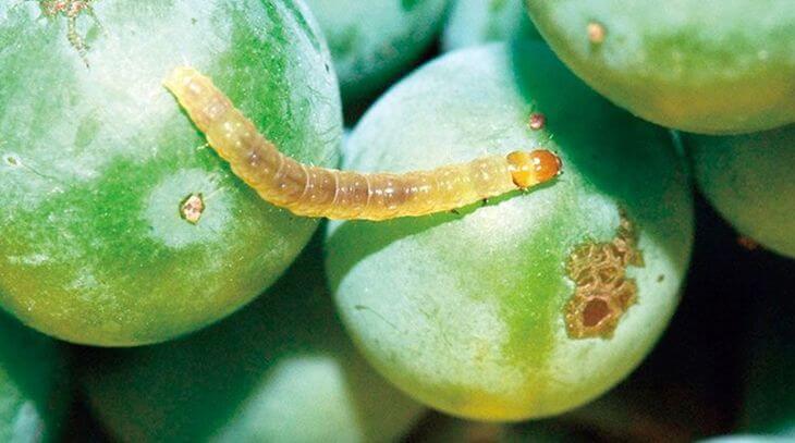 How to recognize and combat the European grape moth or bunch moth in grapes