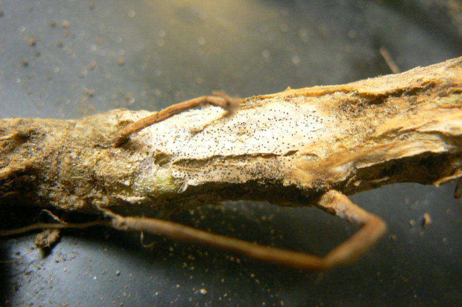 Mancha del tallo: Síntomas y daños en Quinoa