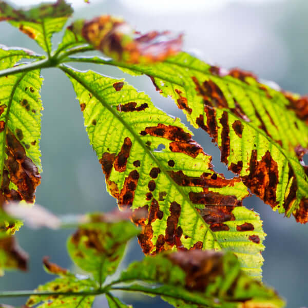 Leaf miner moth: Symptoms and damage to chestnuts