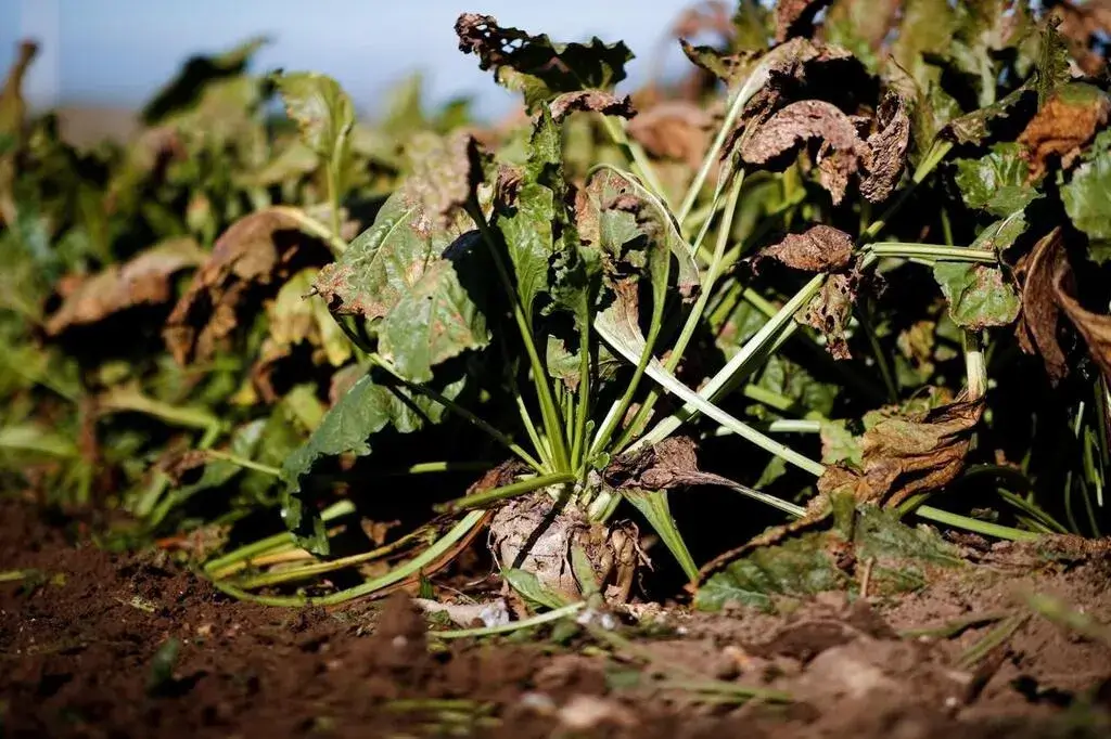 Blossom end rot in beets: How to recognize and treat it effectively