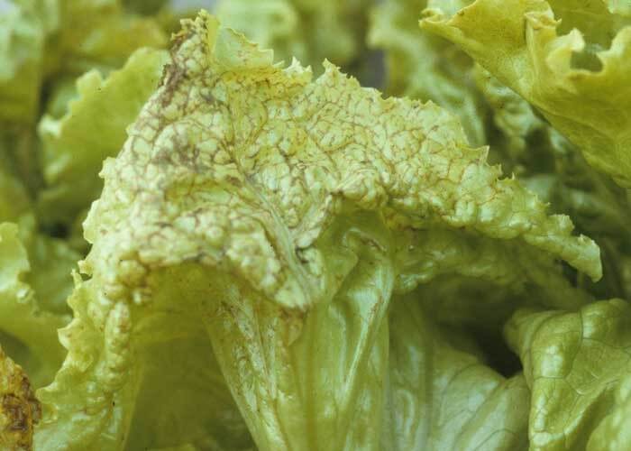 Lettuce mosaic virus in lettuce: How to recognize and treat it effectively