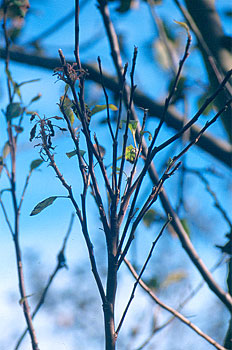 How to recognize and combat phytoplasma or apple blossom