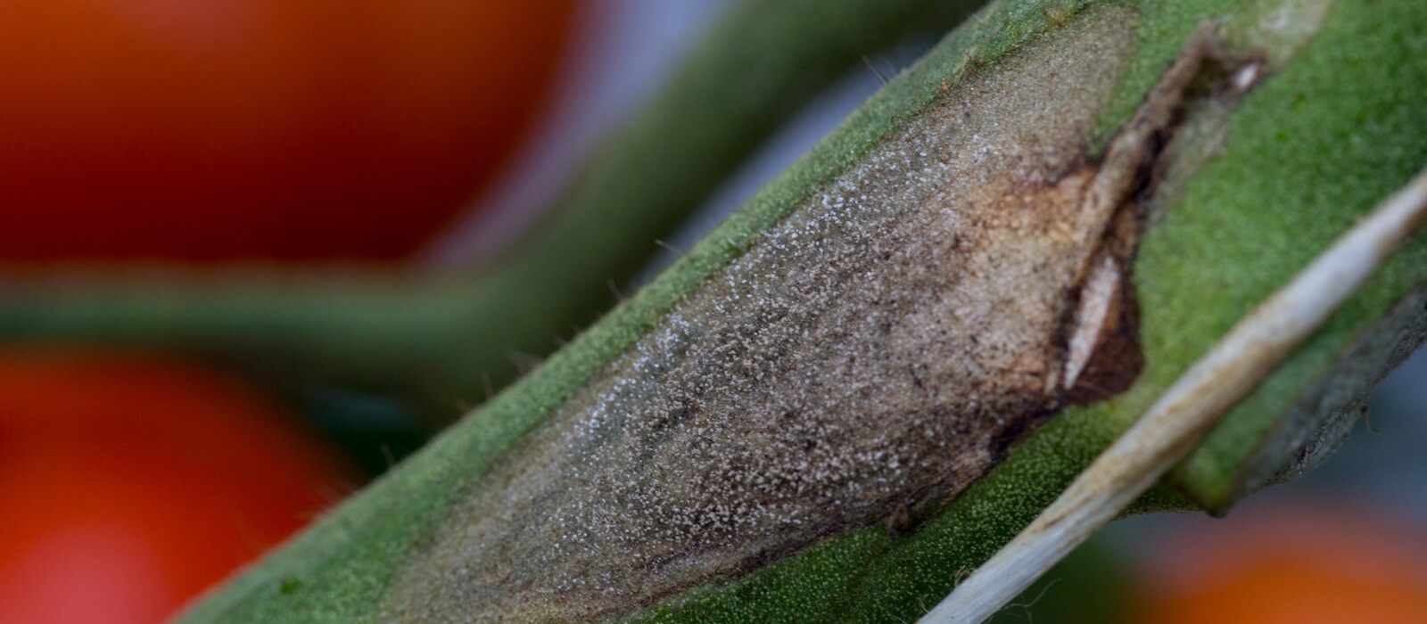 Gray rot: what it is, how it originates, and how to eliminate it effectively