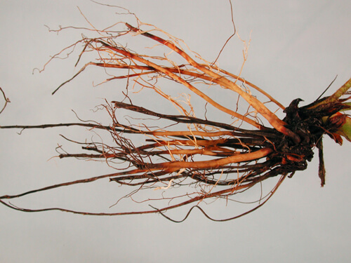 Pudrición del cuello y raíces en frambuesa | idMicrobe