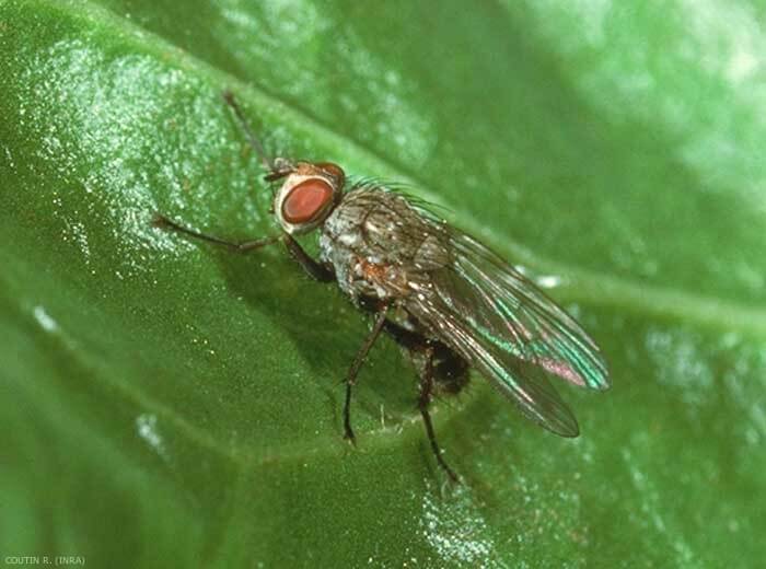 Leaf miner or fly in spinach and similar plants: How to recognize and treat it effectively