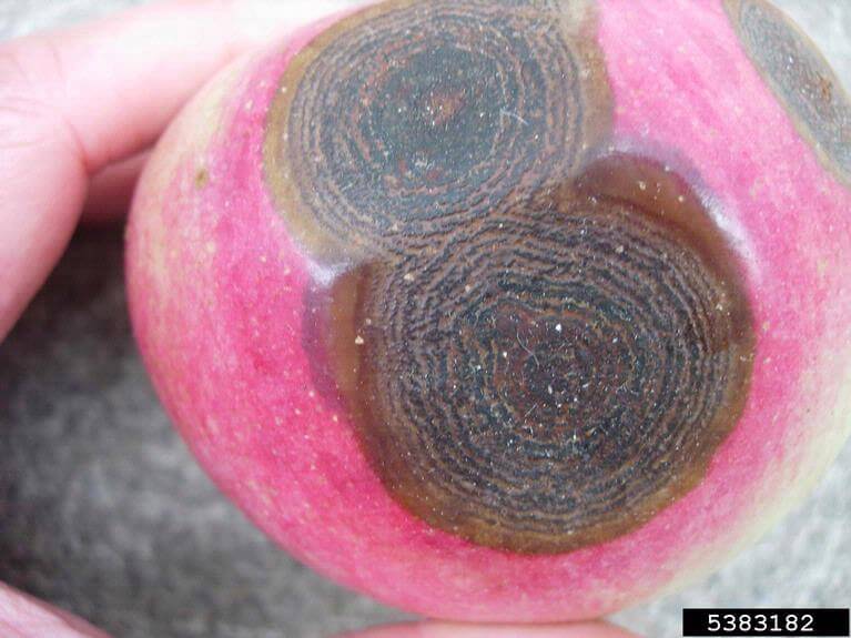 Antracnosis en frutales de pepita | idMicrobe