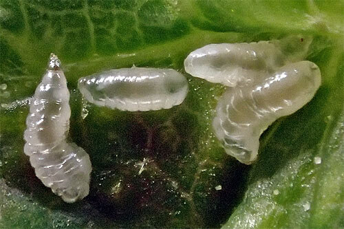 Daños causados por Mosquito o mosca de la agalla en Frambuesa