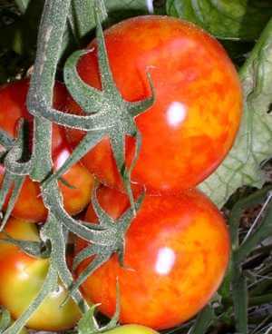 Virus del mosaico del tomate (tomv) | idMicrobe