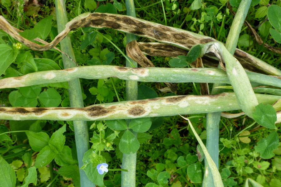 Queima das folhas: sintomas e danos em cebolas