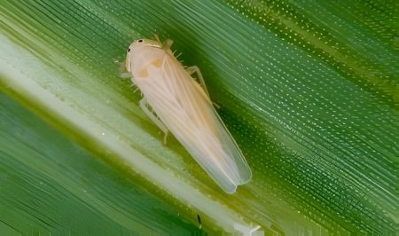 Cicadélidos, chicharritas, saltahojas en Maíz: Cómo se reconoce y se trata eficazmente