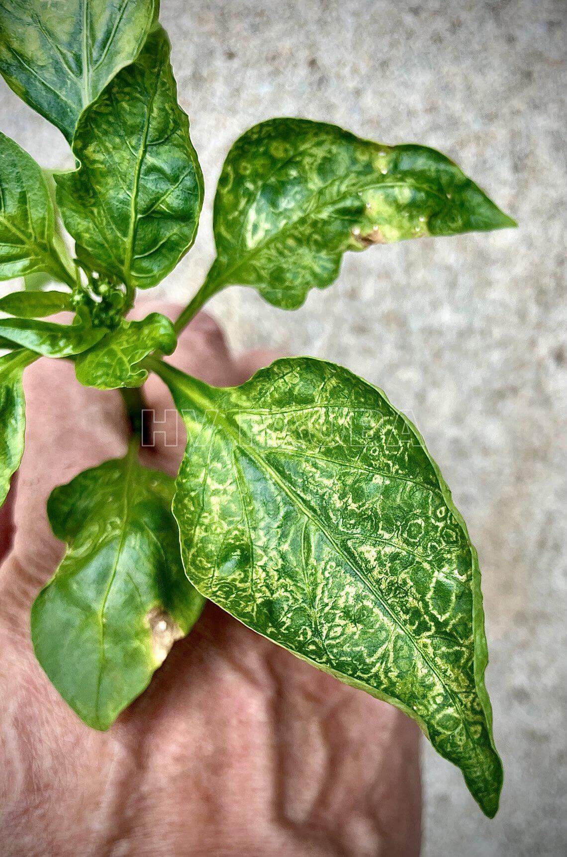 Danos causados por vírus em pimentas