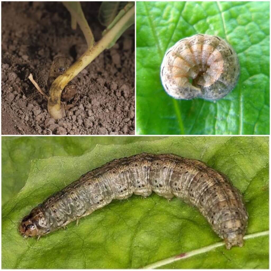 Grayworm in lettuce and similar plants | idMicrobe