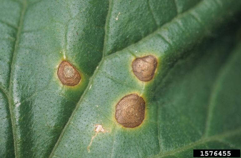 Alternaria in Beetroot: How to Recognize and Treat It Effectively