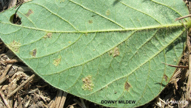 Mildiu en Soja: Cómo se reconoce y se trata eficazmente