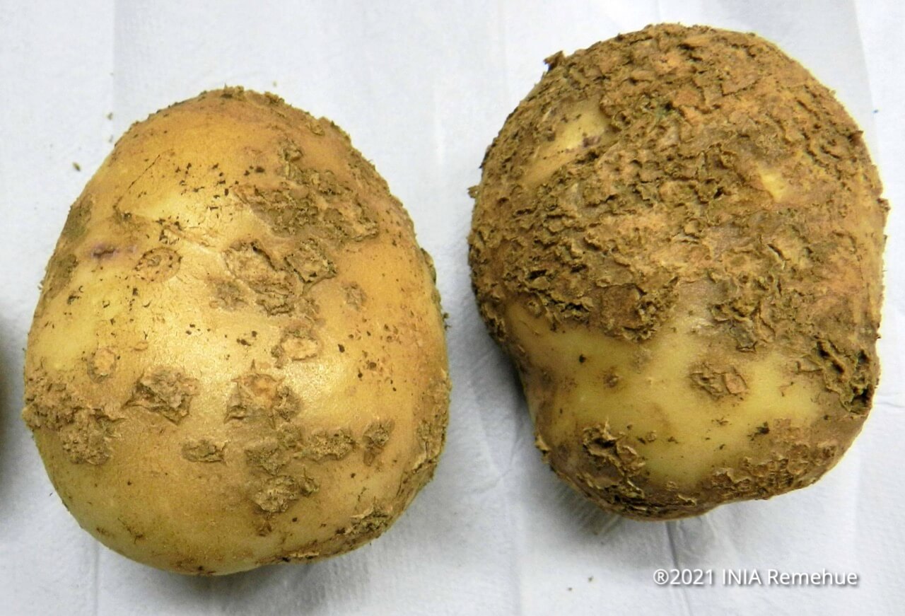 Daños causados por Sarna pulverulenta o roña en Patata