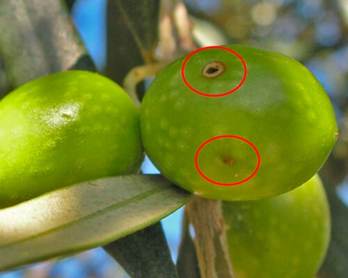 Mosca del olivo de verdeo o almanzara | idMicrobe