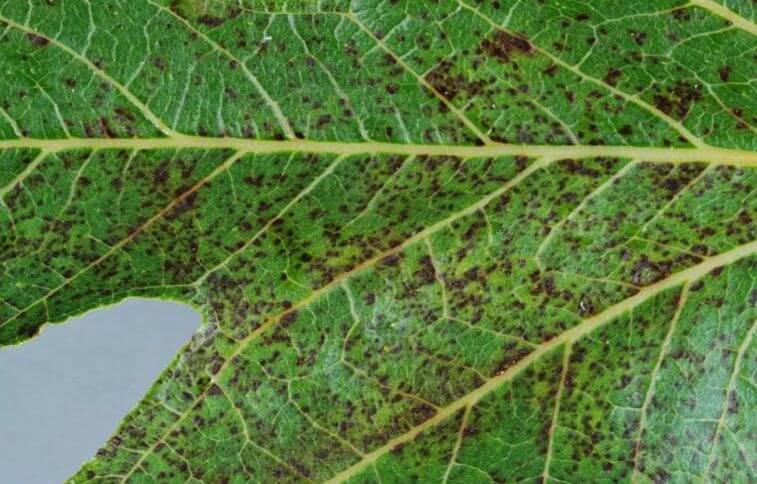 Roya en higuera | idMicrobe