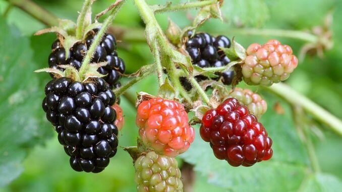 Red berry mite: what it is, how it originates, and how to eliminate it effectively.