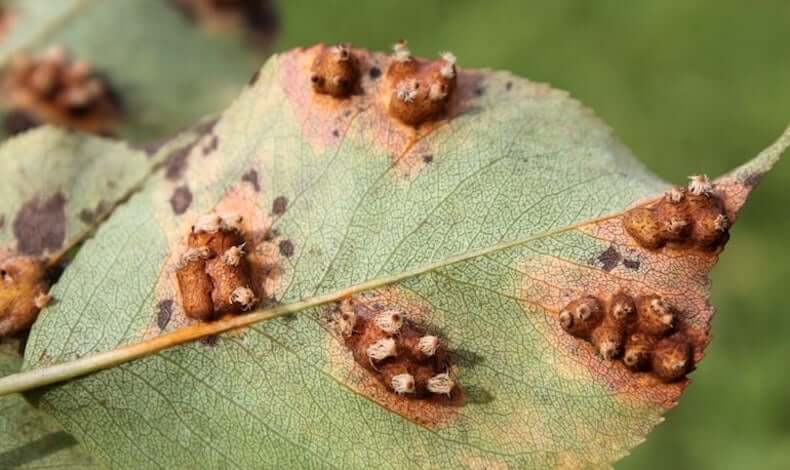 Comment reconnaître et combattre la rouille dans les arbres fruitiers à pépins